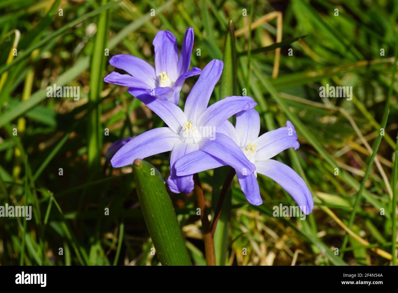 Flowering Glory of the Snow (Chionodoxa luciliae), subfamily Scilloideae, family Asparagaceae. Faded green garden in the background. Spring, March, Stock Photo