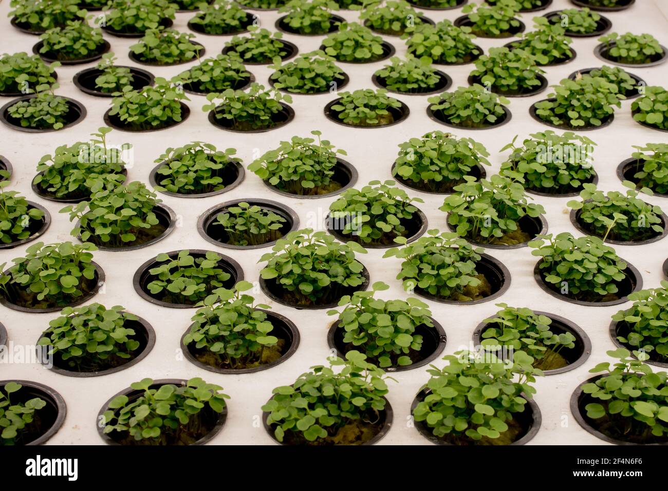 Close up of basil microgreens. Growing basil in hydroponic system