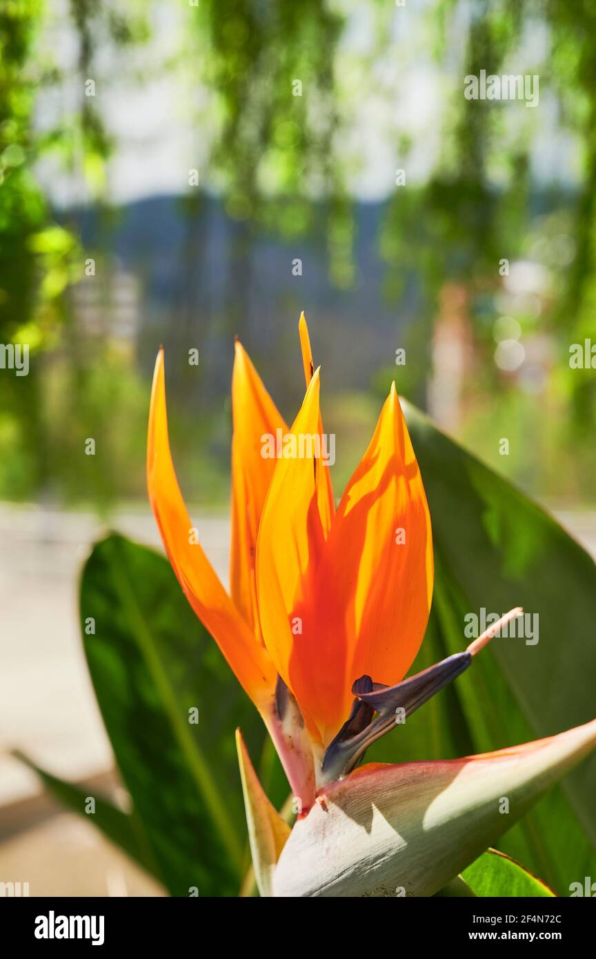 Strelitzia reginae (Ave del paraso Stock Photo - Alamy