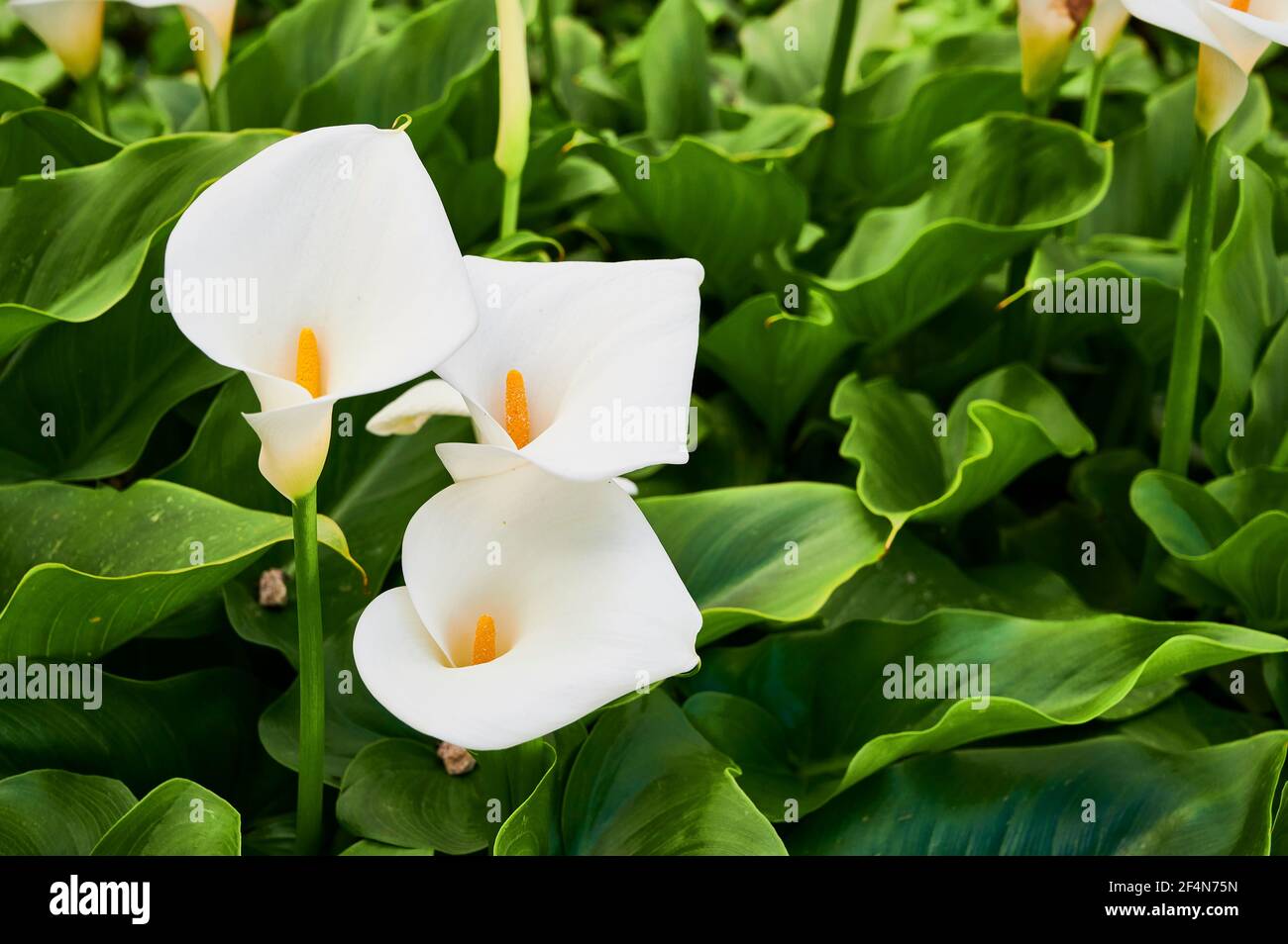 arum lily vs calla lily