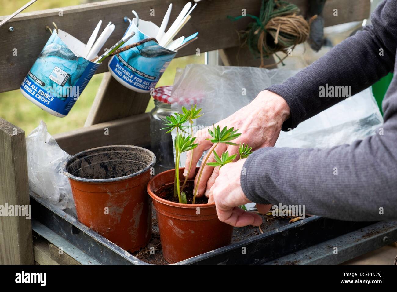 Woman gardening inside a greenhouse planting cutting cuttings from lupin plant hands pressing into pot on workbench in spring Wales UK  KATHY DEWITT Stock Photo