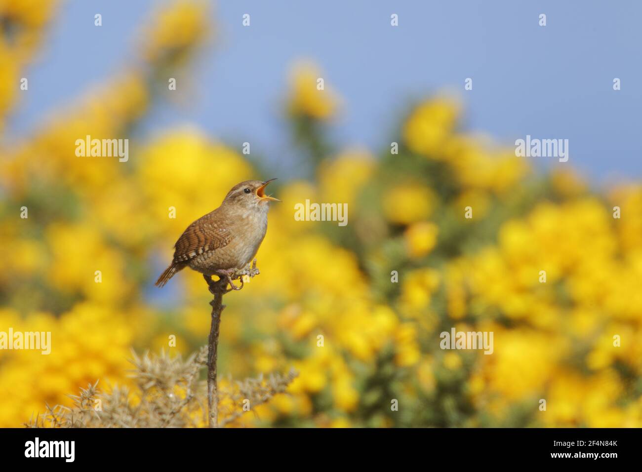 Wren - singing from Gorse bush in SpringTroglodytes troglodytes Jersey Channel Islands, UK BI024722 Stock Photo