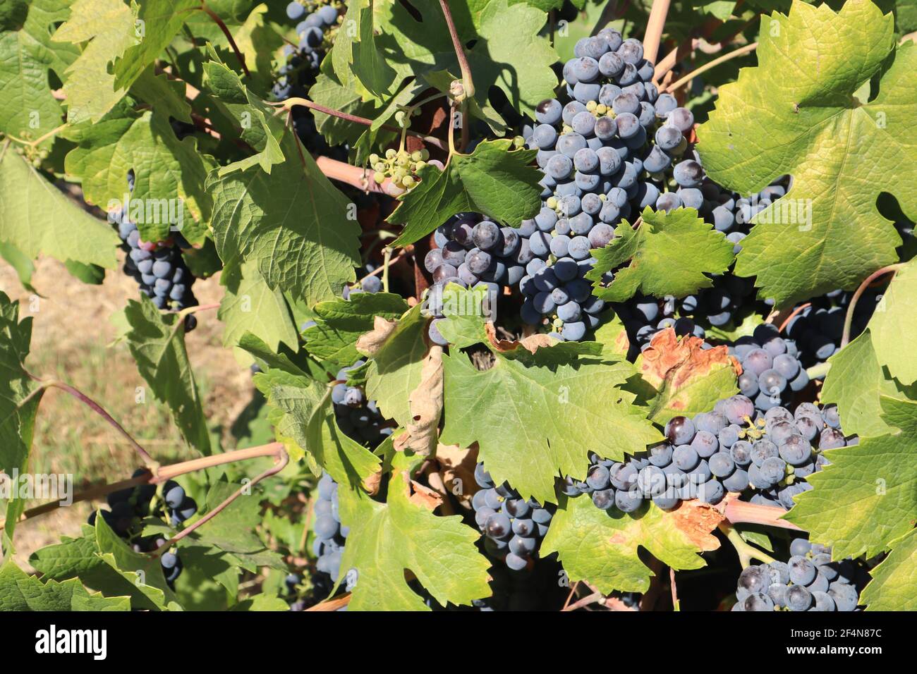 Closeup shot of red wine grapes in a vineyard on a sunny day in Lodi, California Stock Photo