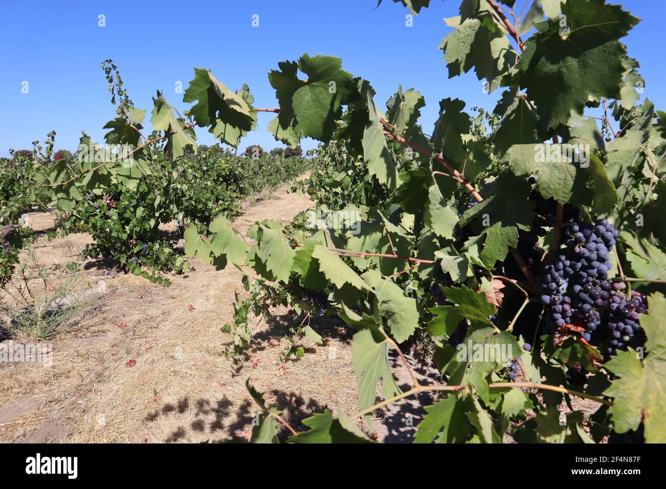 Vine zinfandel grapevines with red wine grapes in a vineyard in Lodi, California Stock Photo