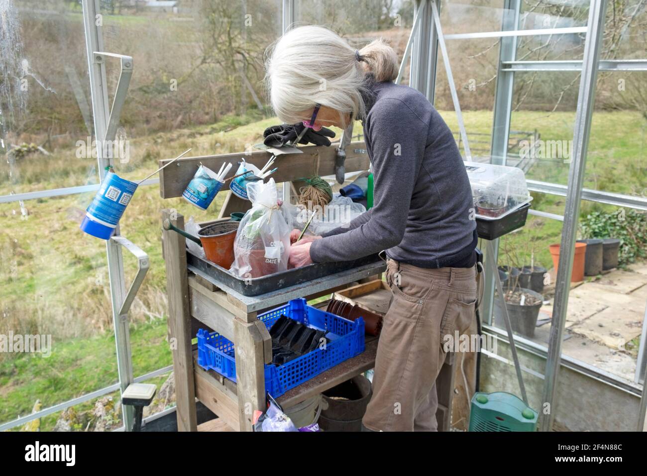 Older woman inside a greenhouse writing on plastic bag and plant cutting in pot cuttings standing at garden workbench in spring Wales UK  KATHY DEWITT Stock Photo
