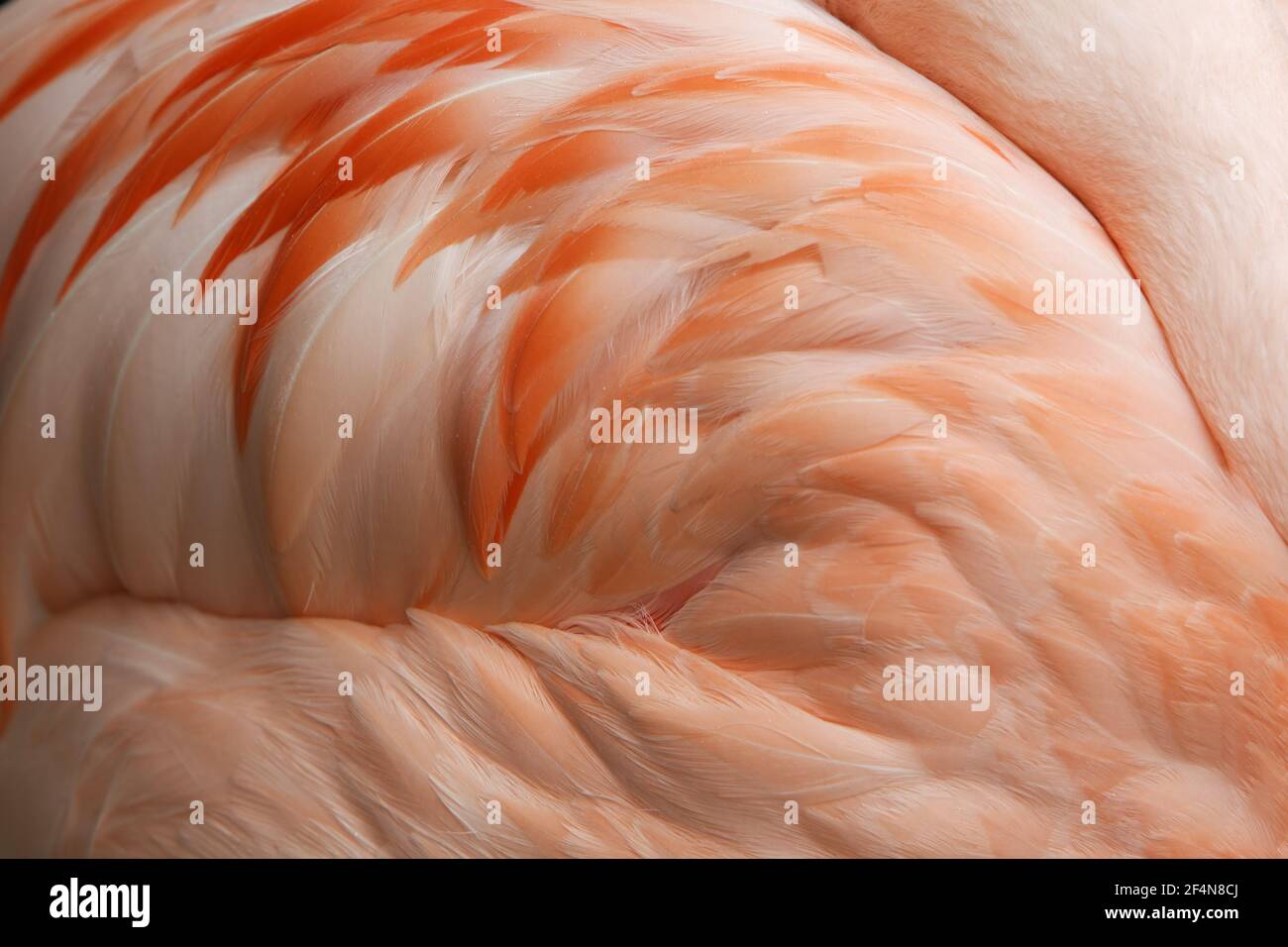 Chilean Flamingo - abstract Phoenicopterus chilensis Captive BI024736 Stock Photo