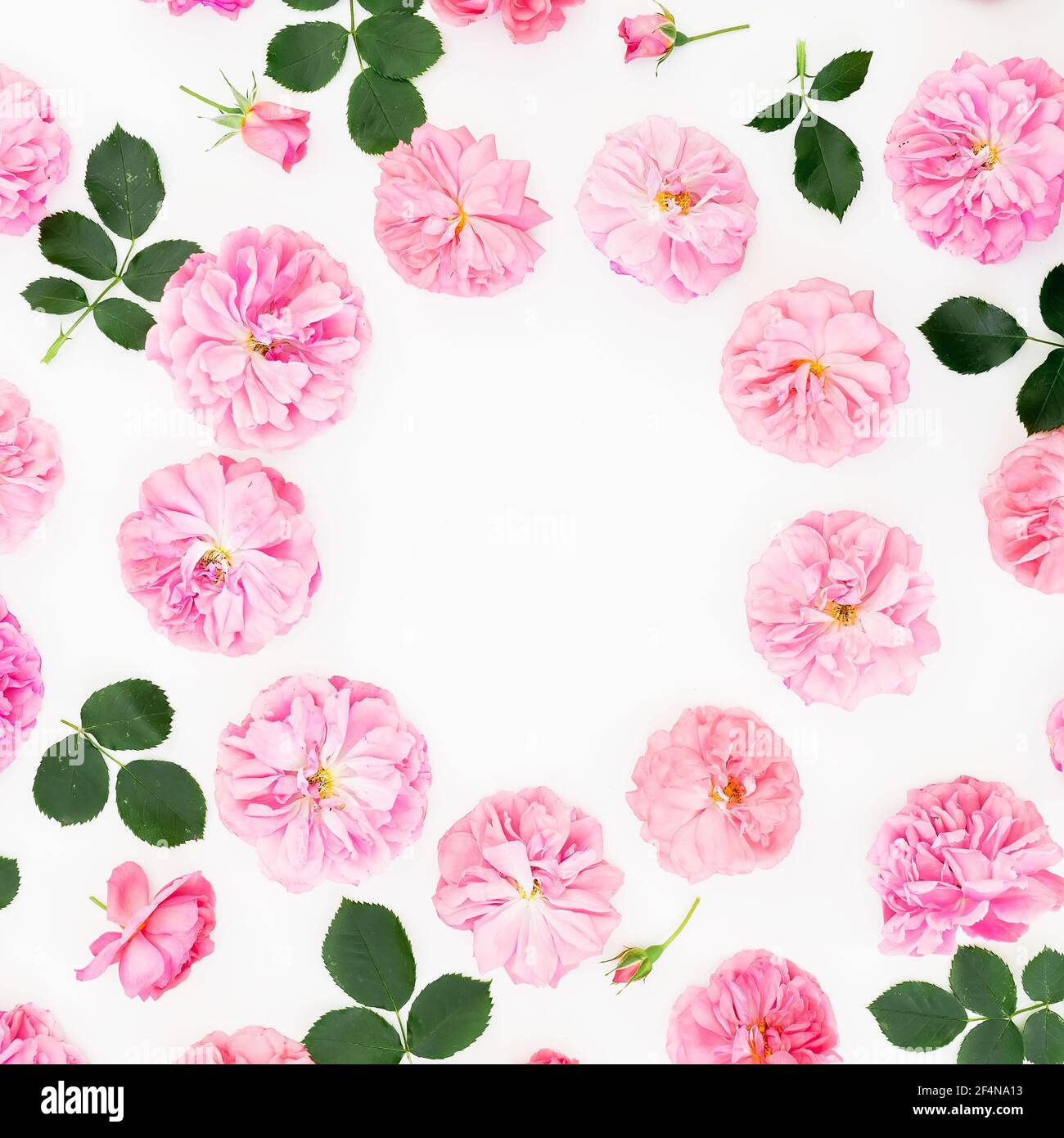 Floral frame of pink roses on white background. Flat lay, Top view ...