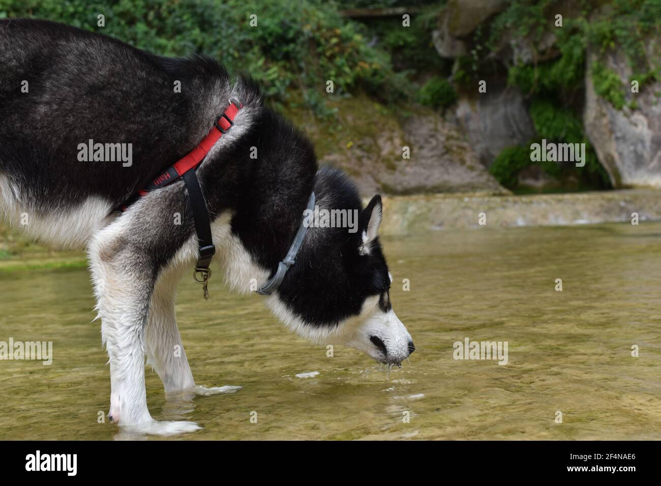 How Much Water Do Huskies Drink