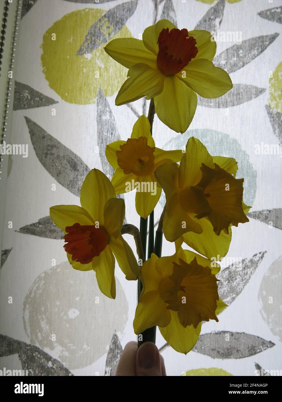 Botanical image of five bright yellow daffodil flowers in full bloom