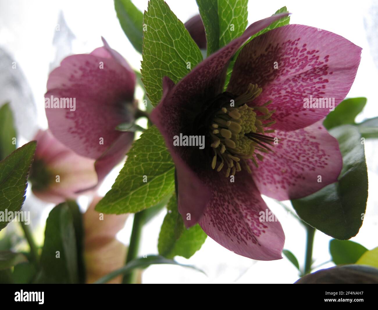 Botanical image with a close-up of the cup-shaped flower of a purple hellebore, backlit so the speckled pattern on the petals is clearly visible. Stock Photo