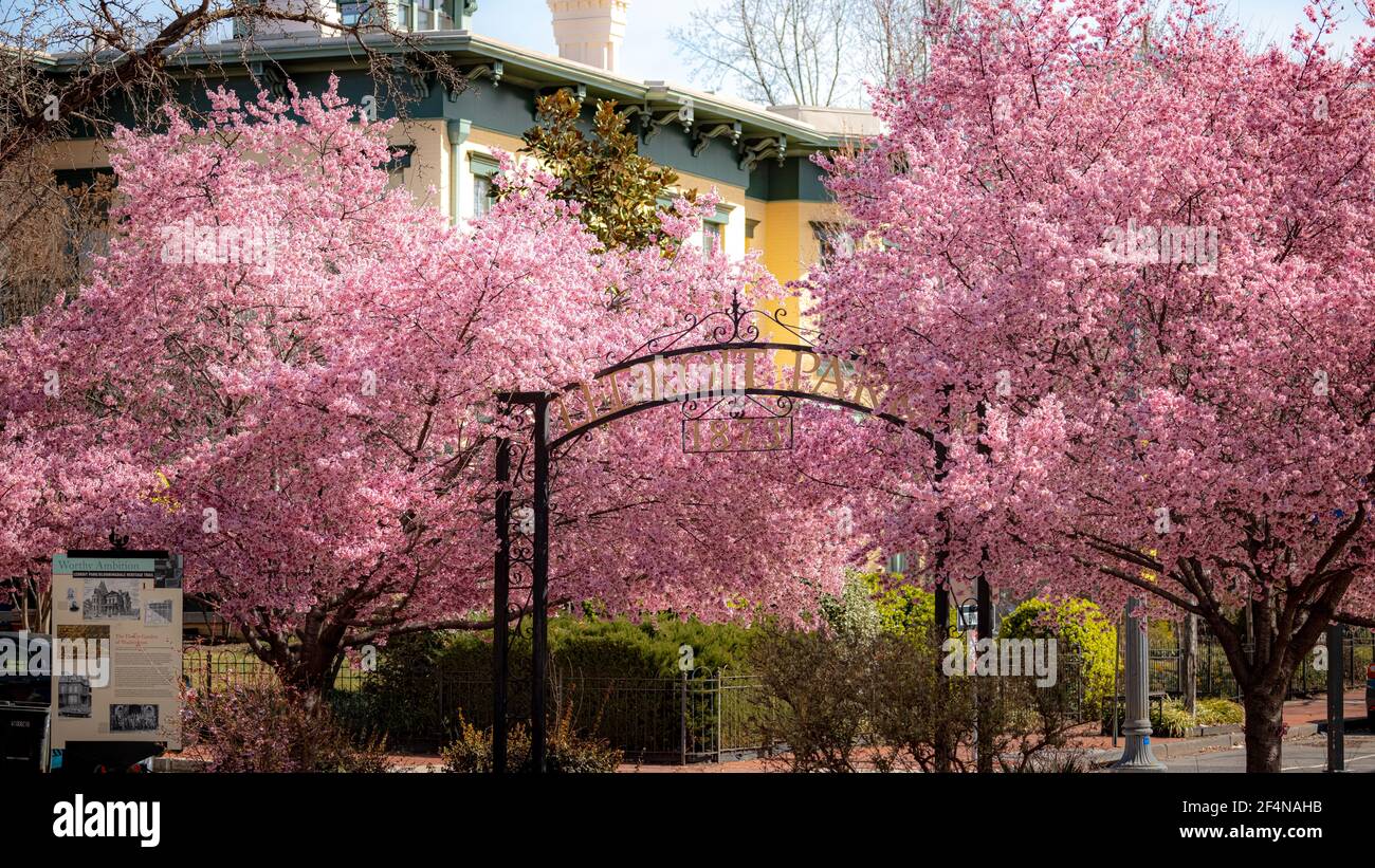 Cherry Blossom Trees at LeDroit Park in Washington, D.C. Stock Photo