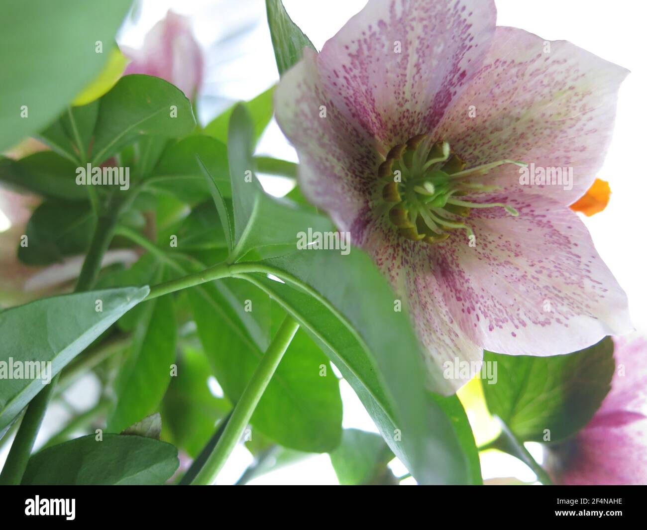 Botanical image with a close-up of the cup-shaped flower of a purple hellebore, backlit so the speckled pattern on the petals is clearly visible. Stock Photo