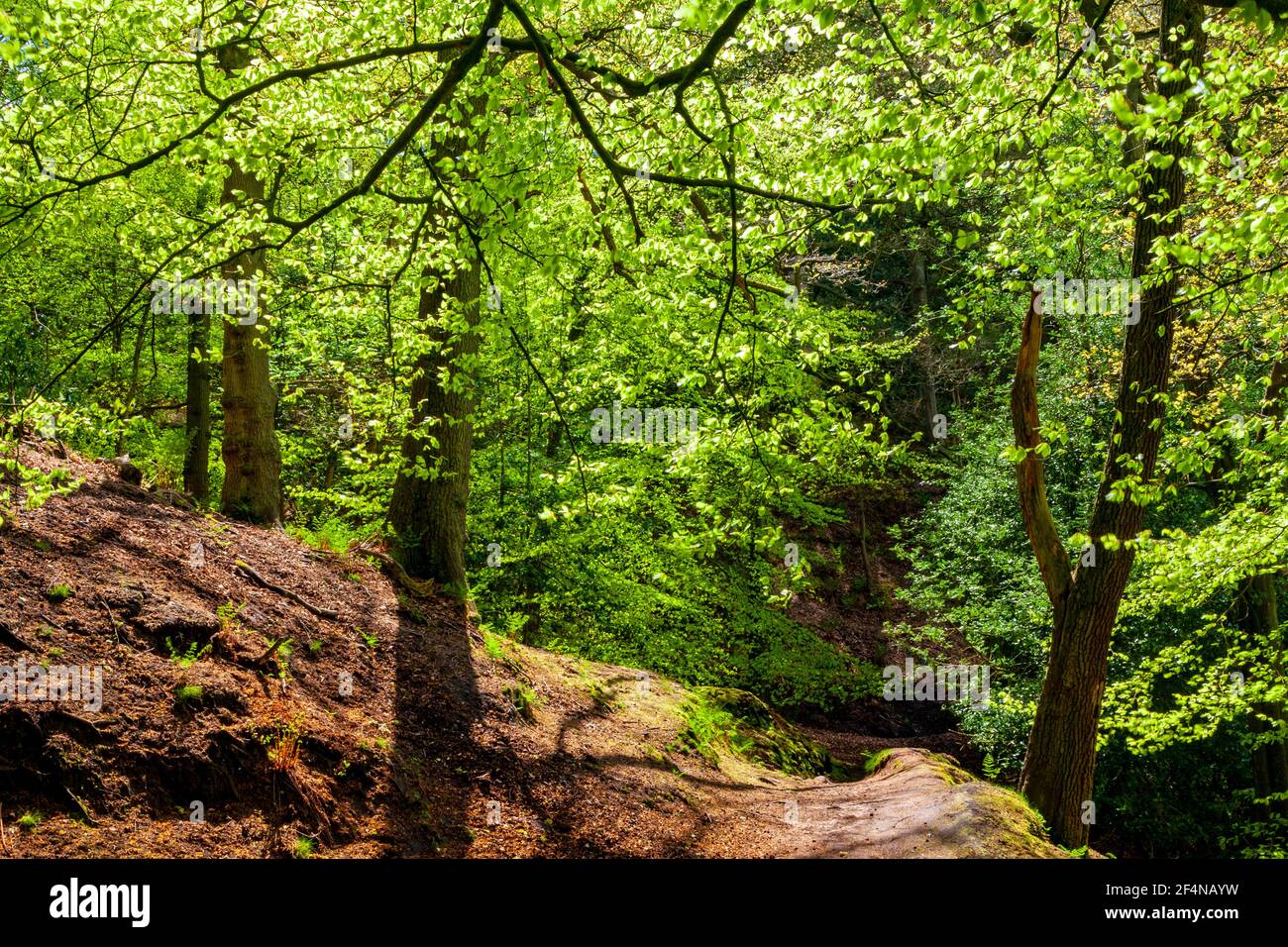 Woodland trees in early summer at Alderley Edge a thickly wooded sandstone escarpment near Macclesfield in Cheshire north west England UK. Stock Photo