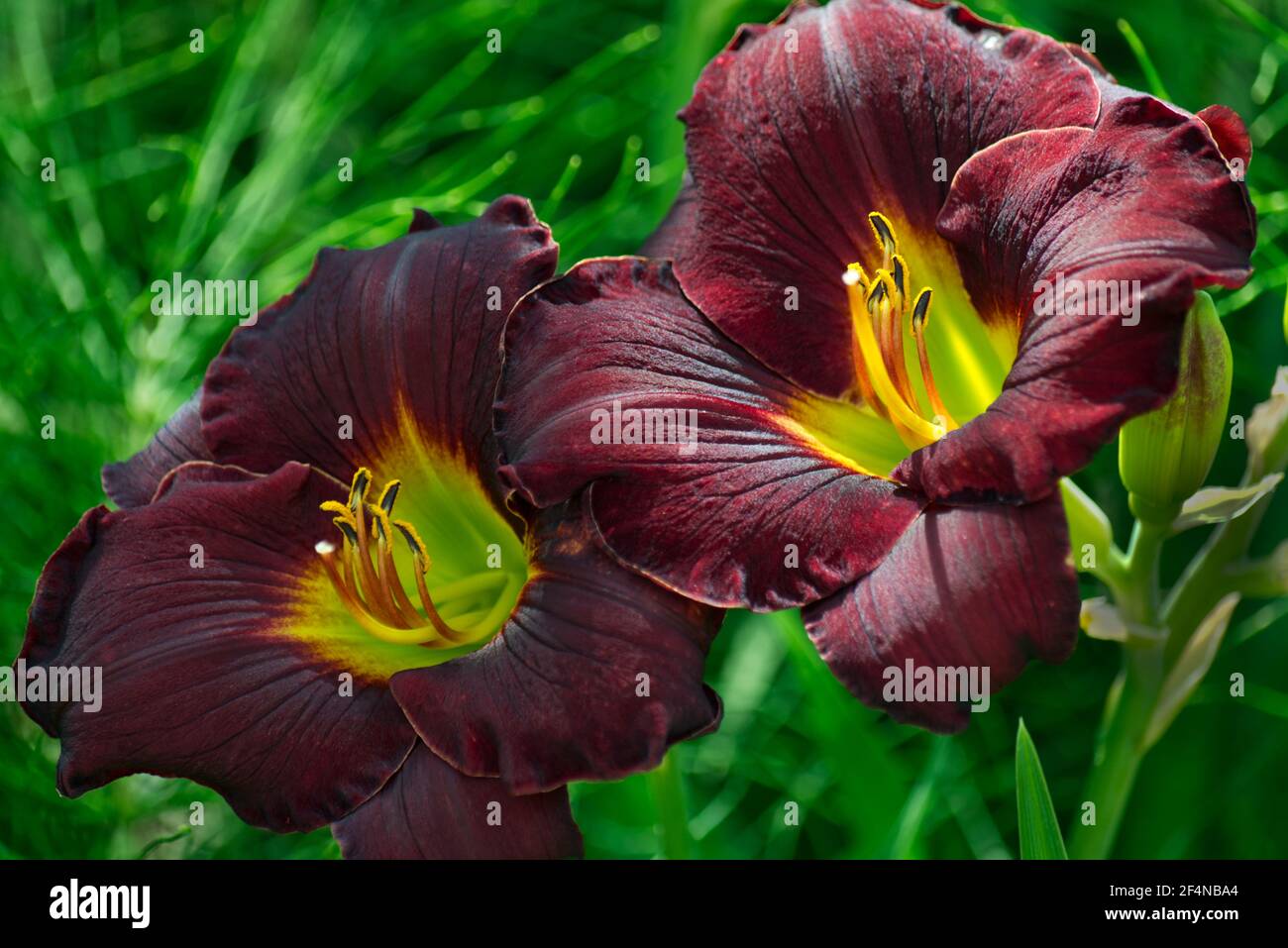 Maroon colored Lily flowers in full bloom Stock Photo - Alamy