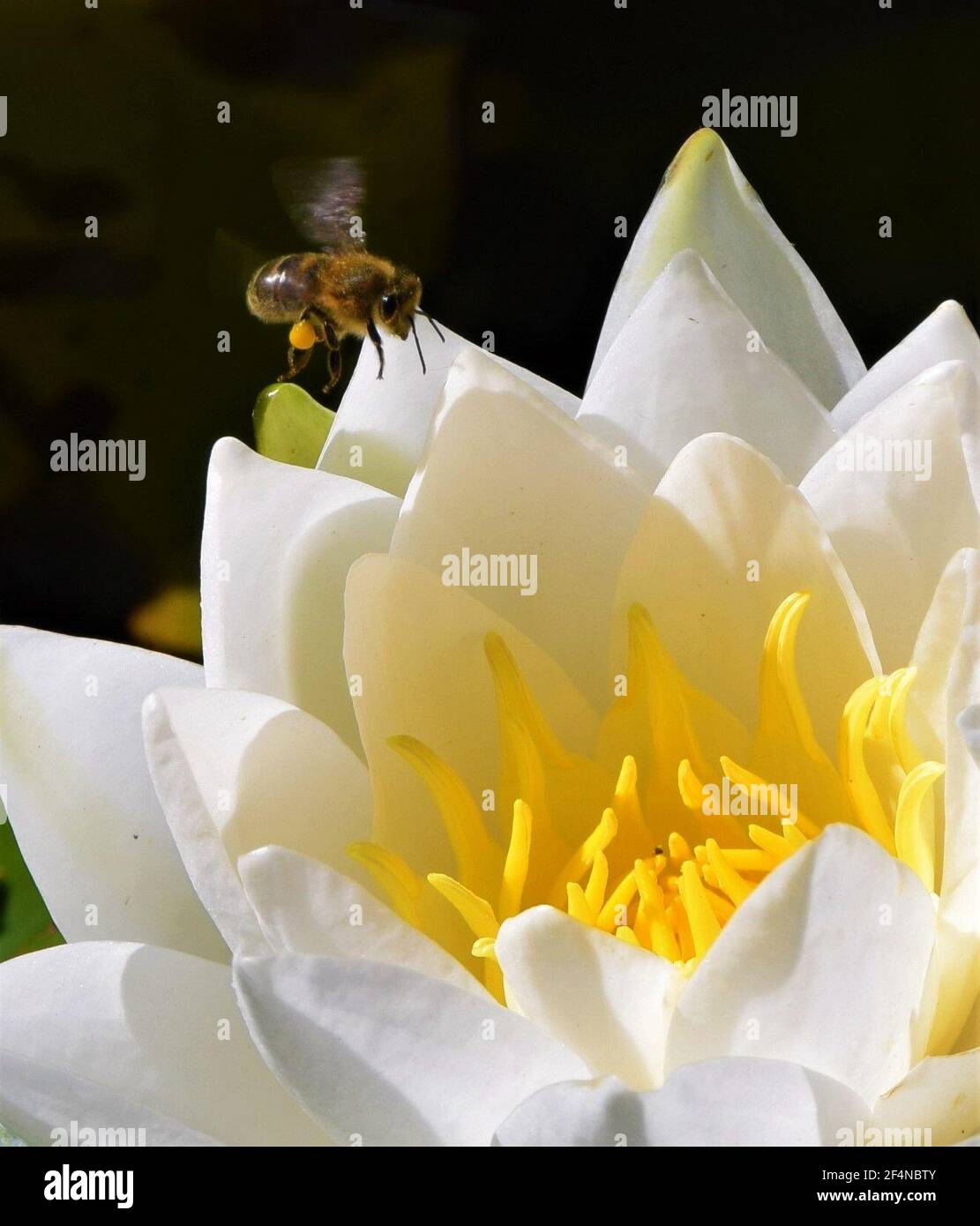 A bee with a pollen basket approaches a water lily flower in a park in ...