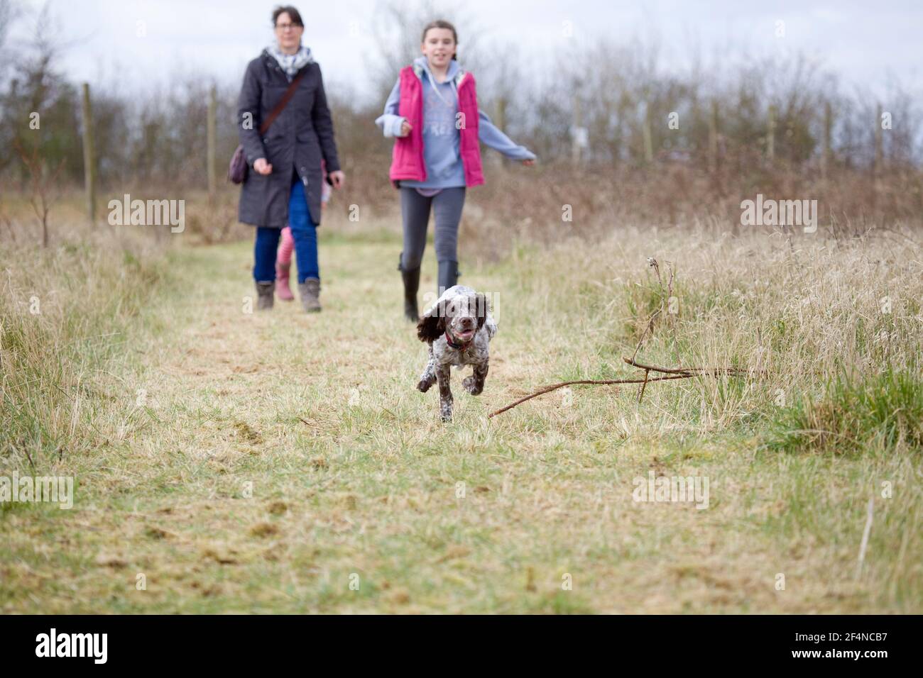 Family walking cocker spaniel puppy off lead Stock Photo