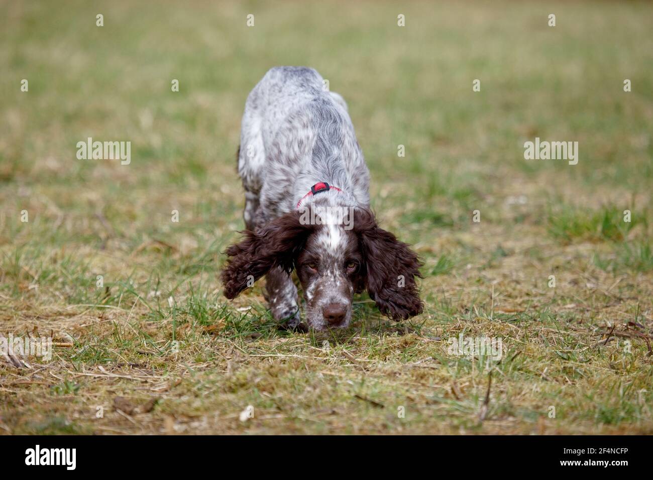 Cocker spaniel puppy sniffing the ground Stock Photo