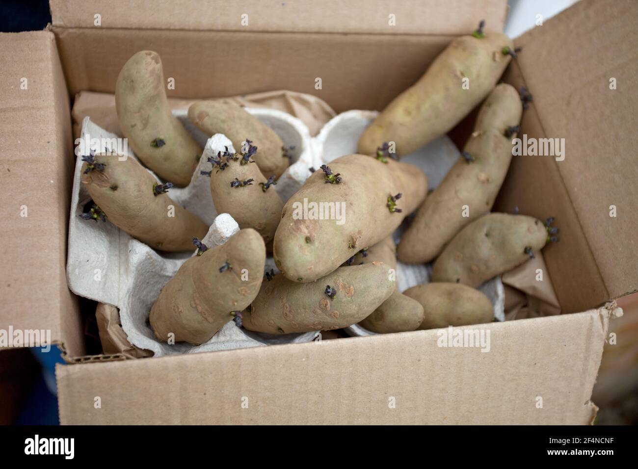 Ratte Potato Stock Photo