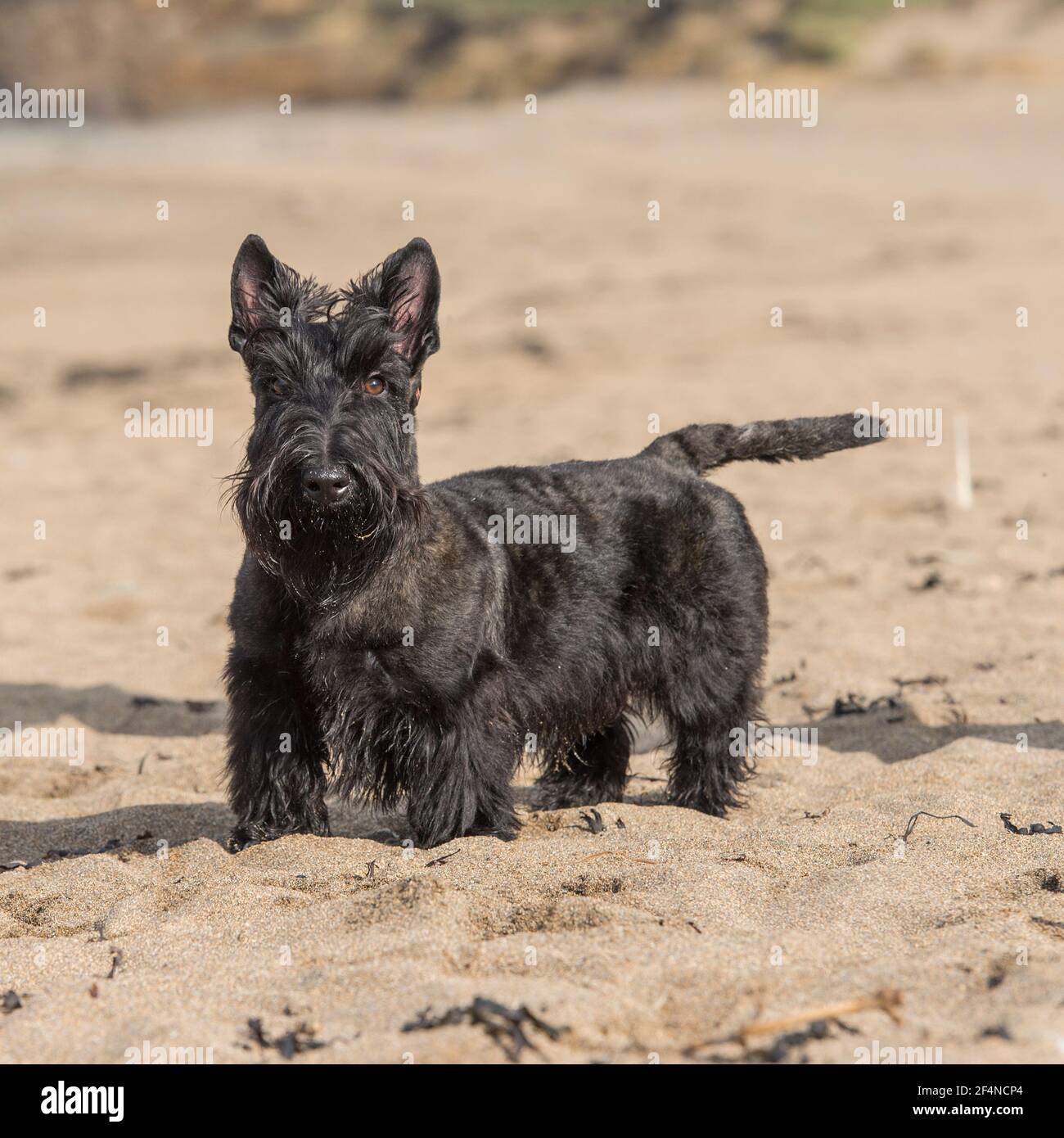 Scottish Terrier dog Stock Photo