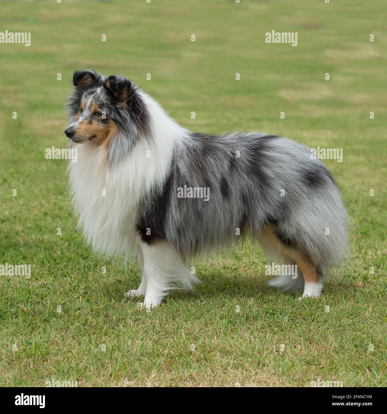 Dog Allergies Sheep Dog Sheltie Hypoallergenic Blue Merle Sheltie