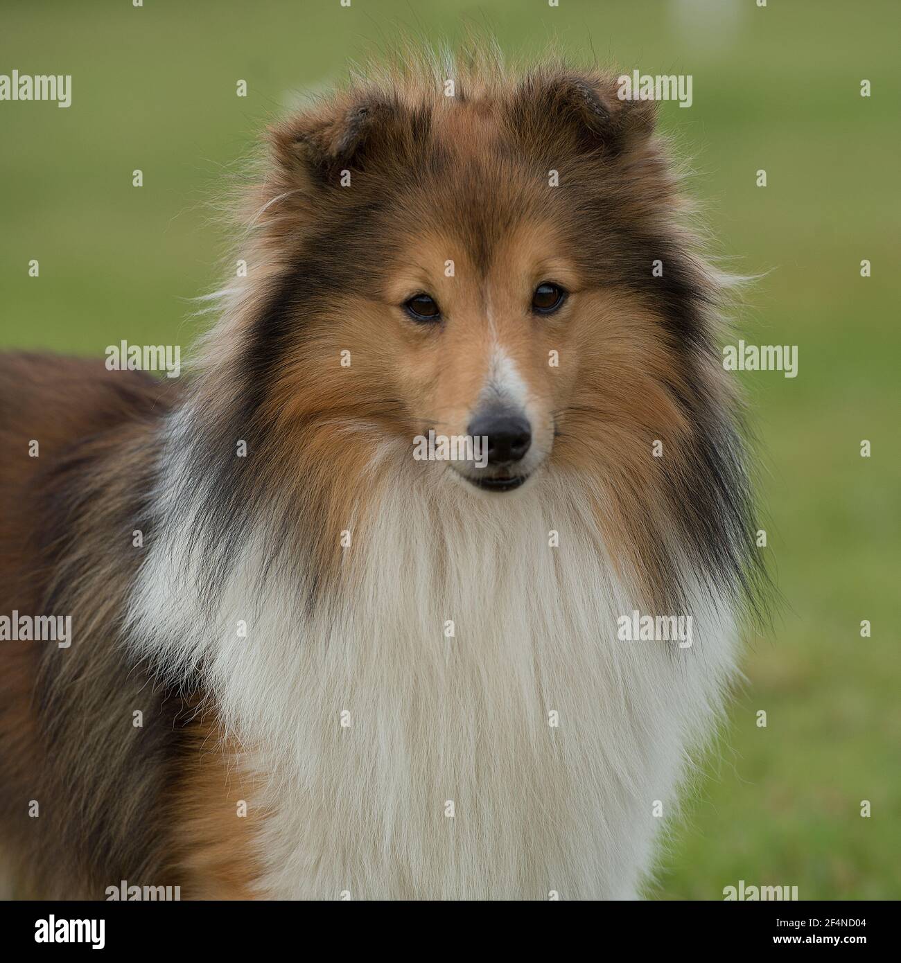 shetland sheep dog Stock Photo