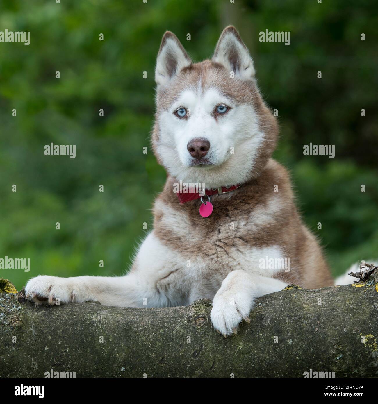 siberian husky dog Stock Photo