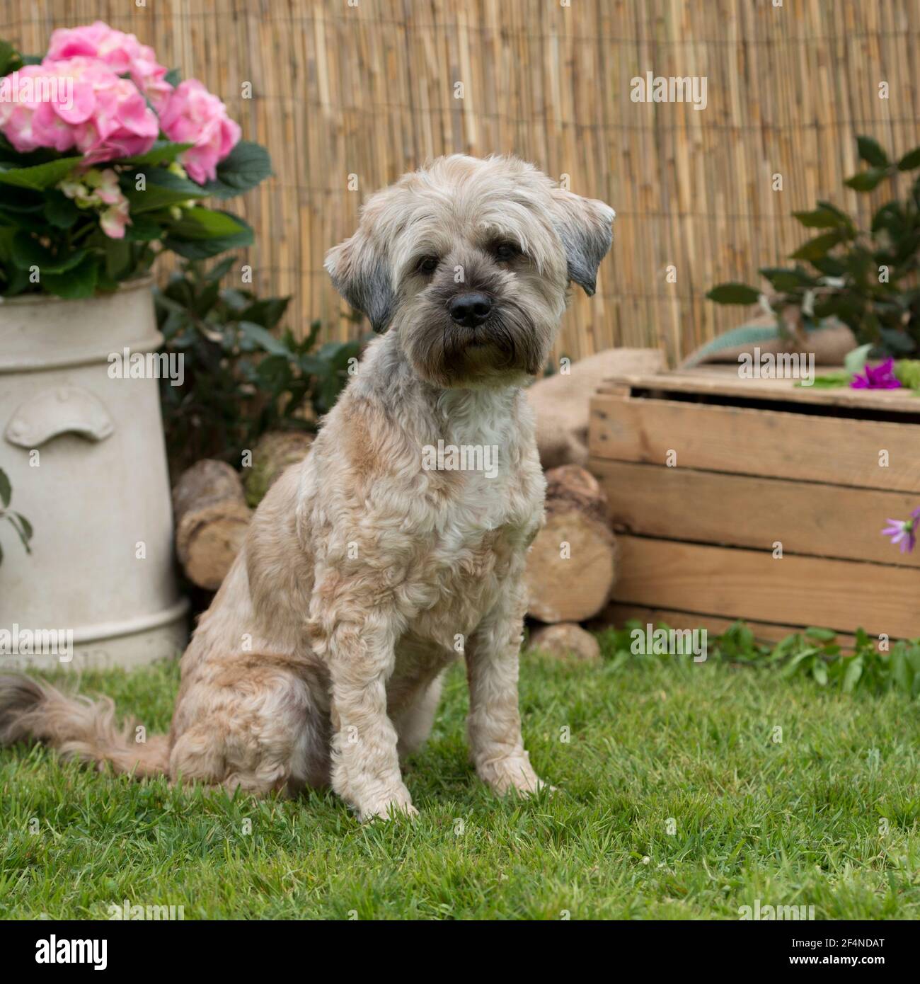 Tibetan terrier dog Stock Photo