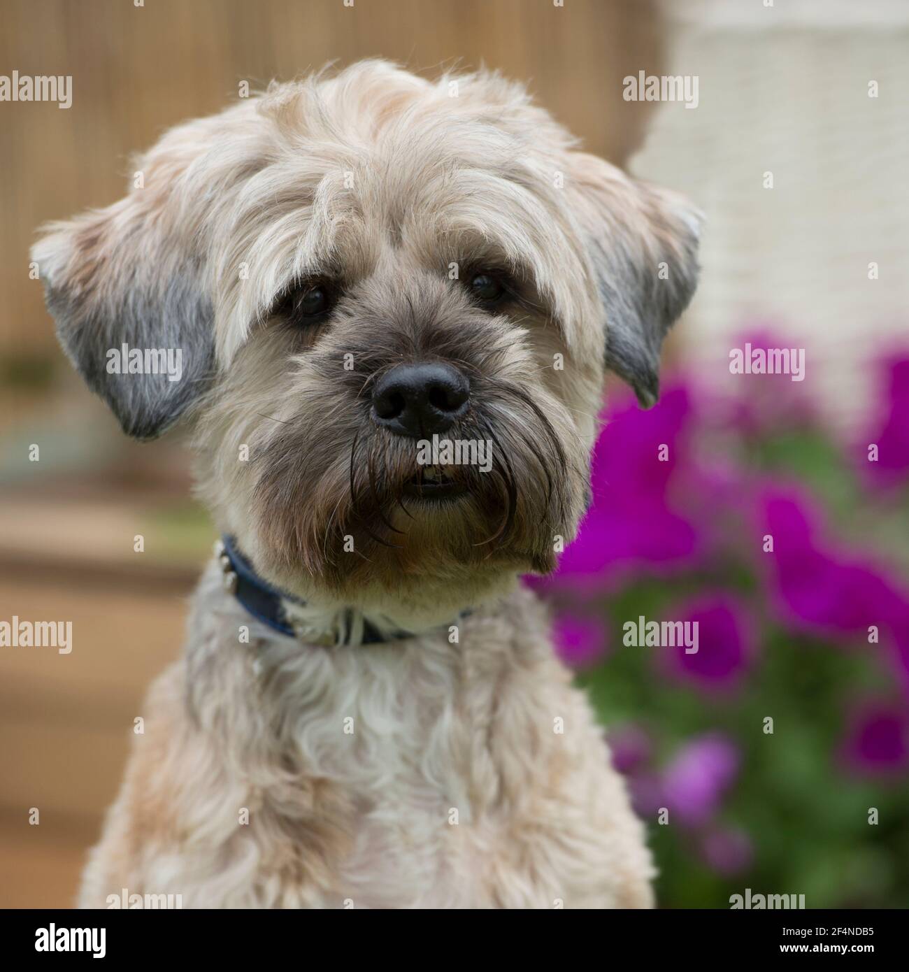 Tibetan terrier dog Stock Photo