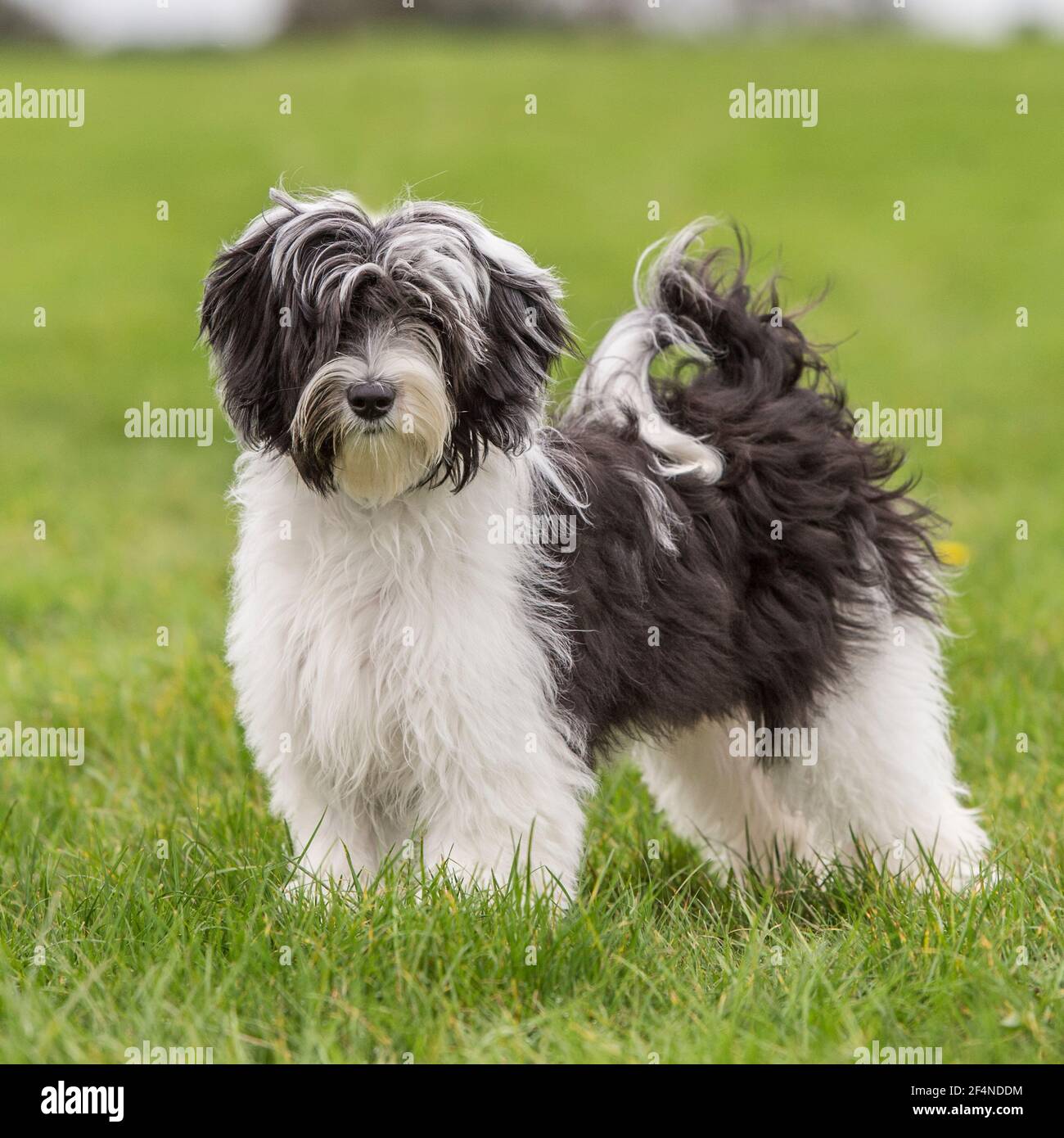 Tibetan terrier hi-res stock photography and images - Alamy