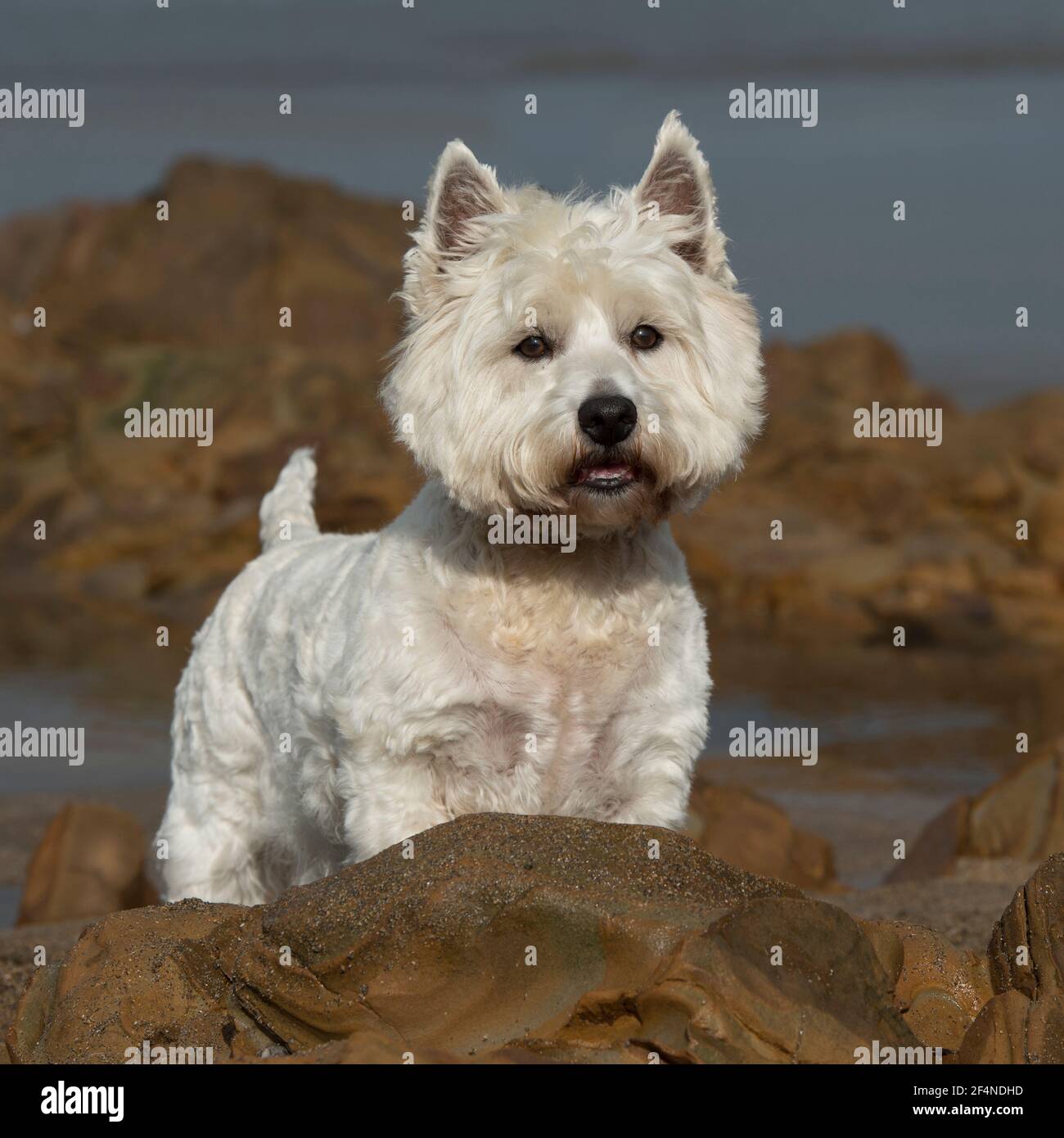 West Highland White Terrier Beach High Resolution Stock Photography And Images Alamy