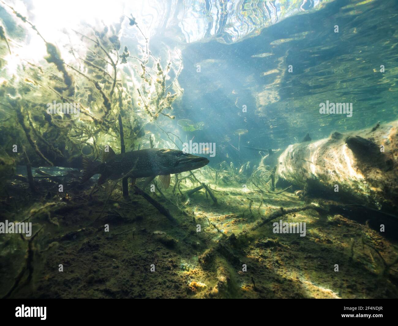 Big pike staying under branches in shallow water Stock Photo