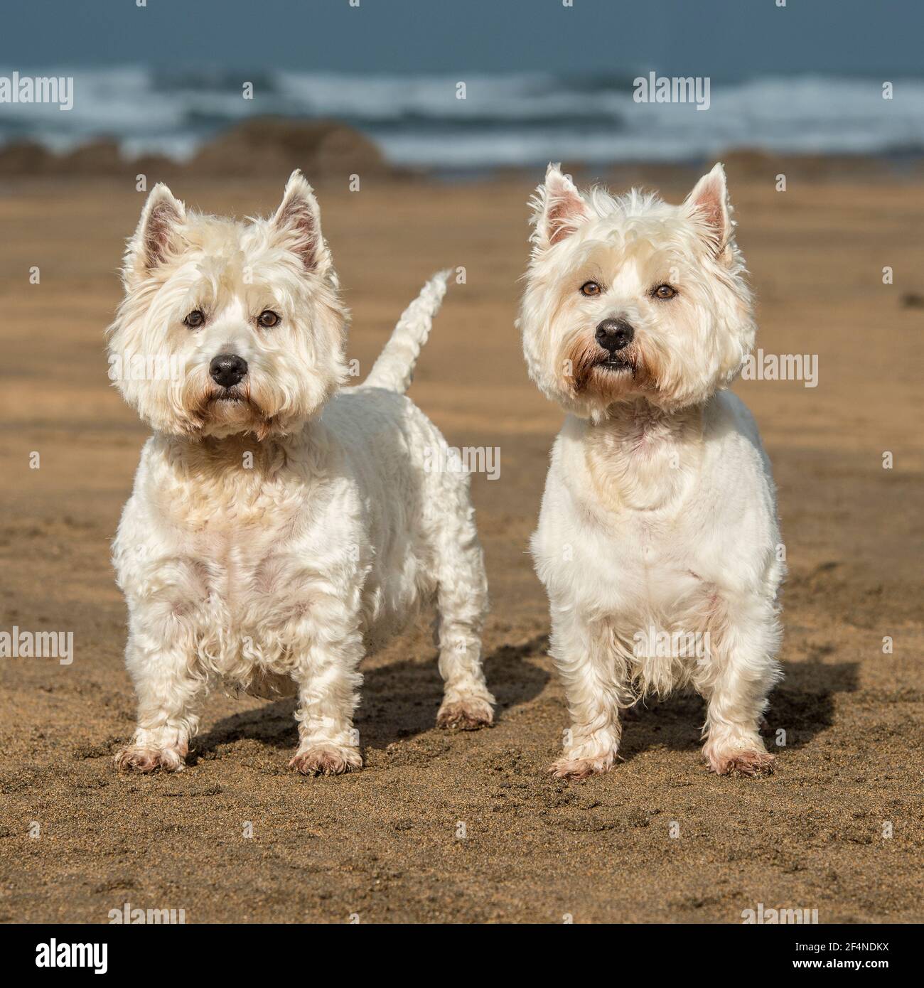 Cairn Terrier Westie Mix