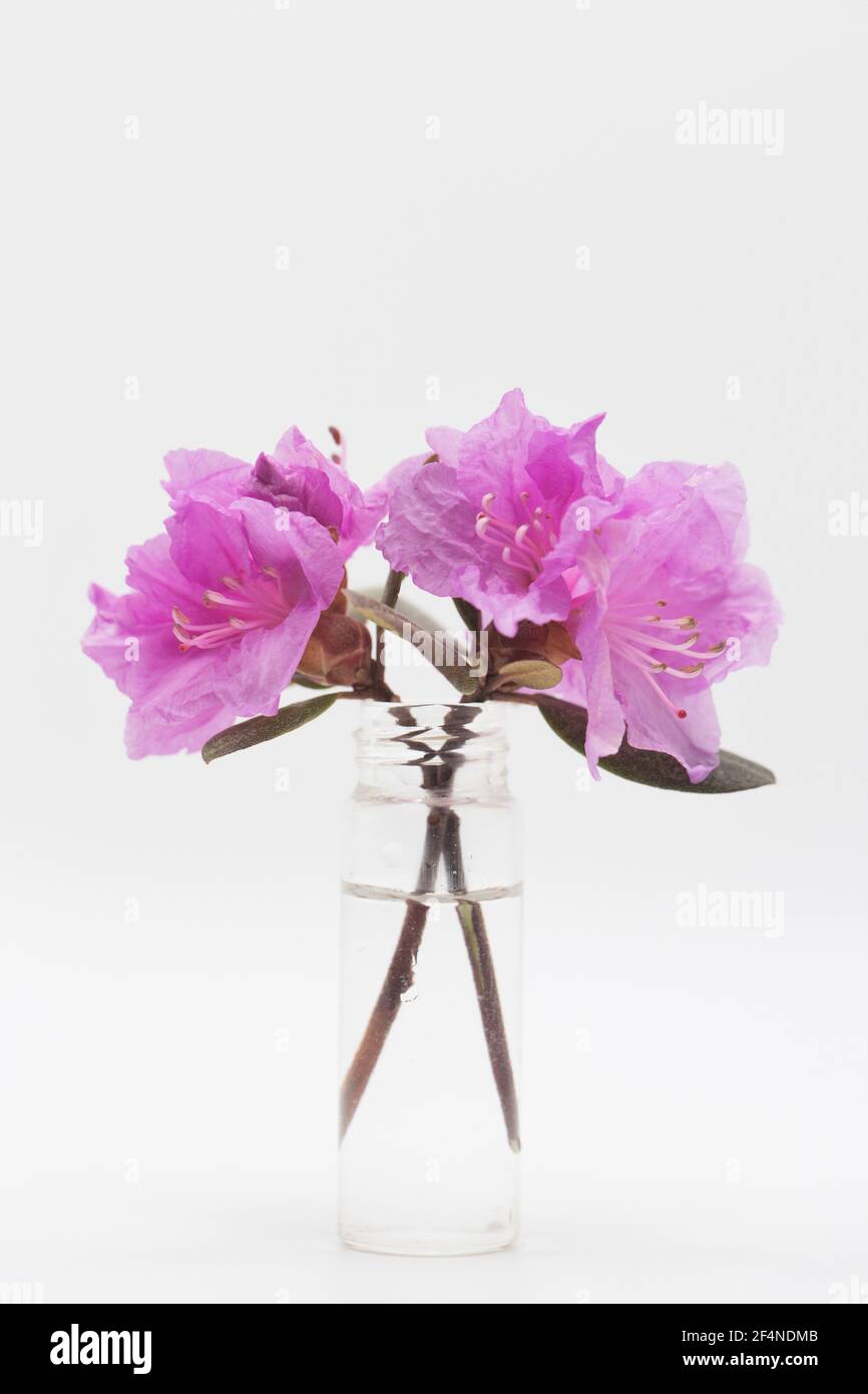 Pink rhododendron flowers in a glass vase Stock Photo Alamy