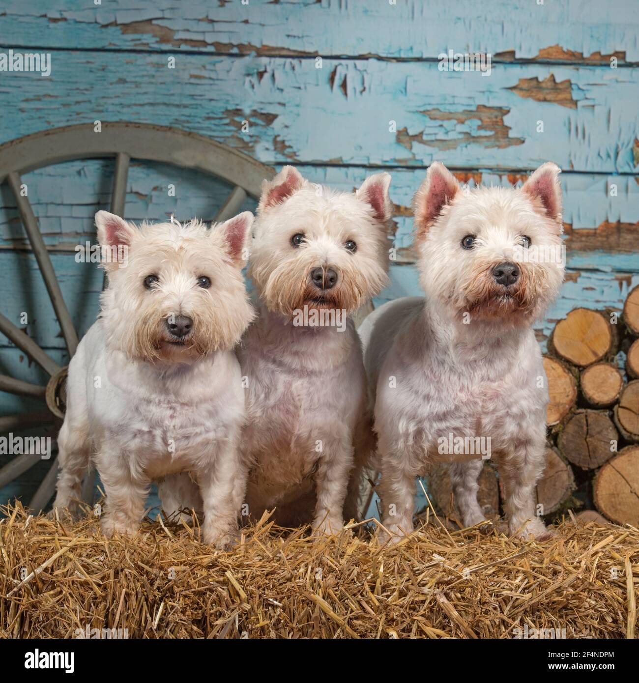 Best Brush for Westies: A Grooming Guide for West Highland White Terriers