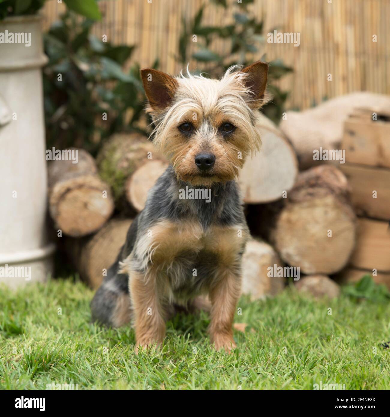 yorkshire terrier Stock Photo