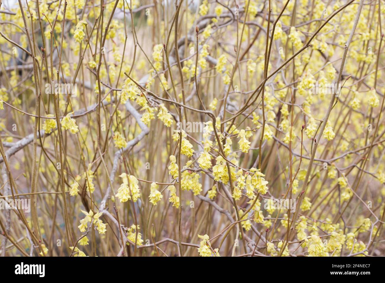 Corylopsis pauciflora - winter hazel. Stock Photo