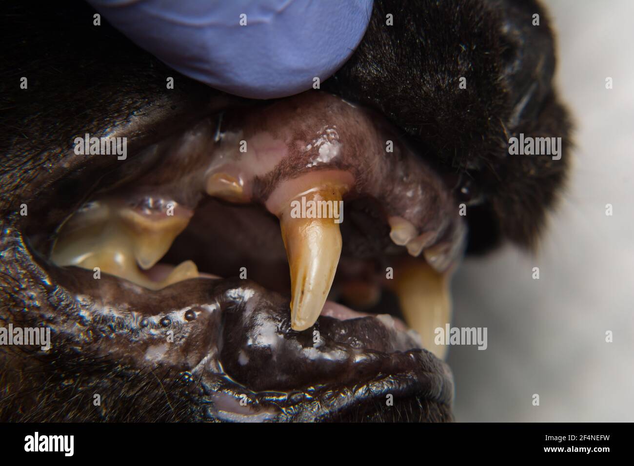 cat teeth with gingival retraction after calicivirus infection Stock