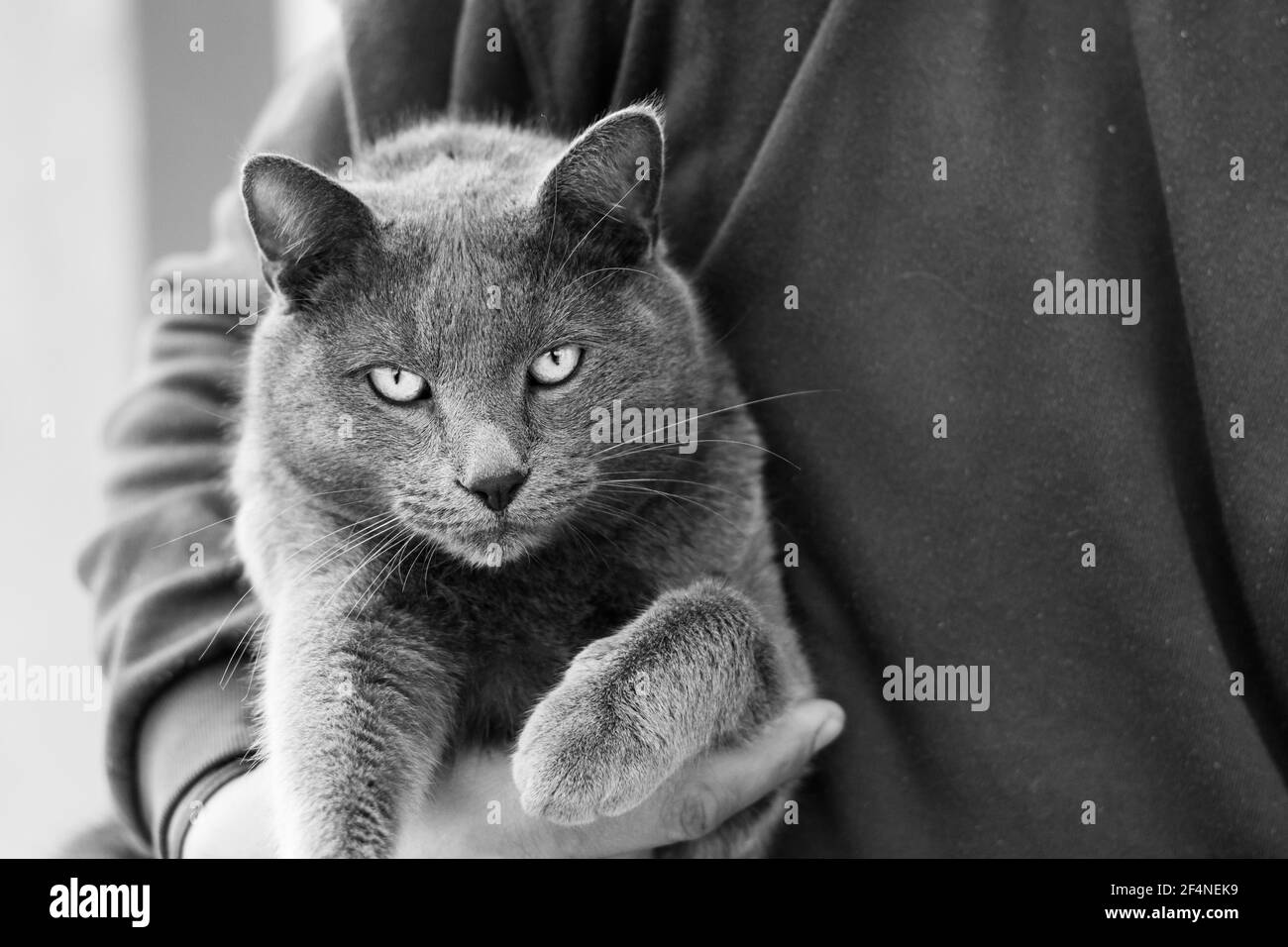 black and white photo of a Blue Russian cat breed Stock Photo Alamy
