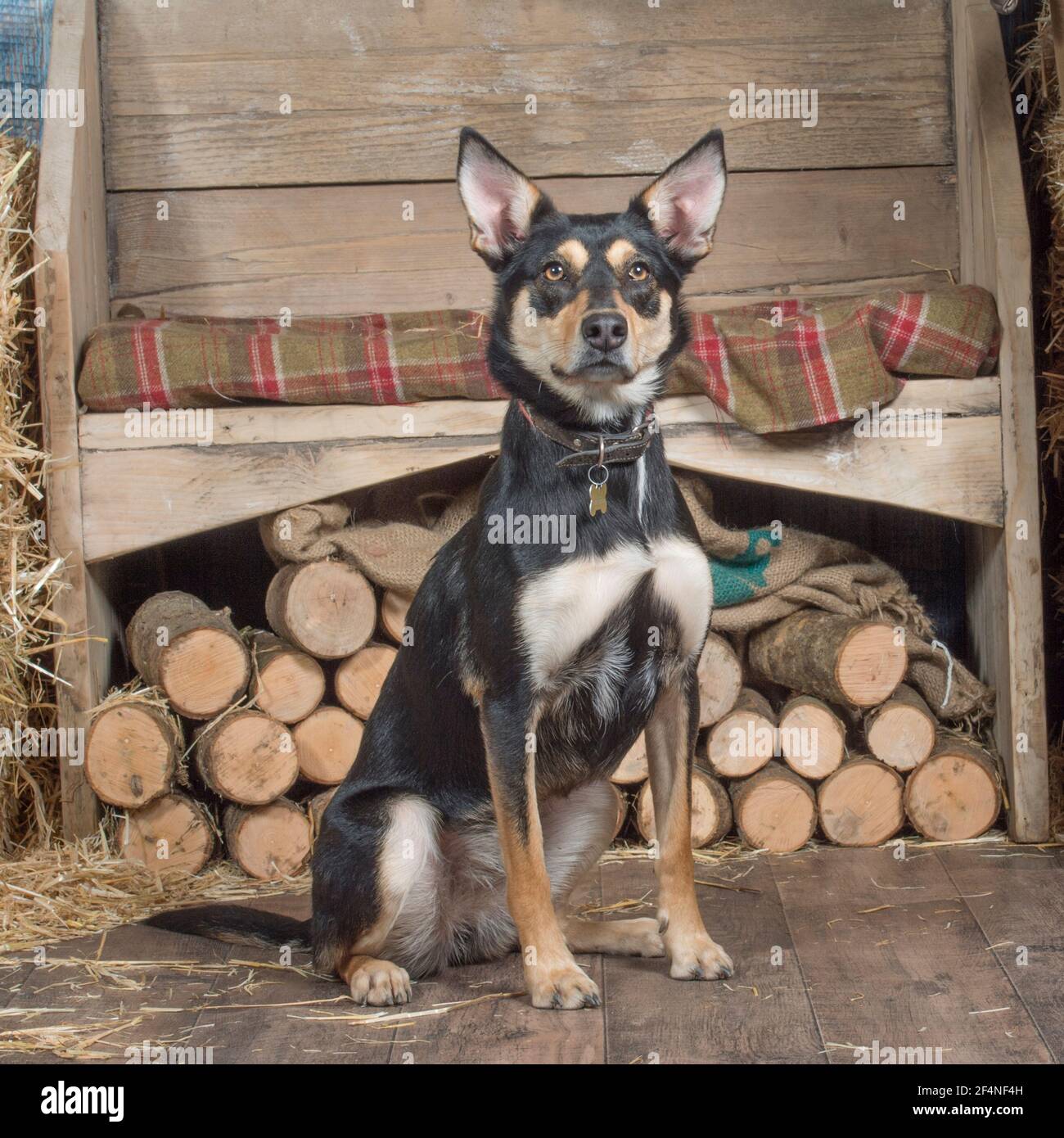 Australian Kelpie German Shepherd Mix