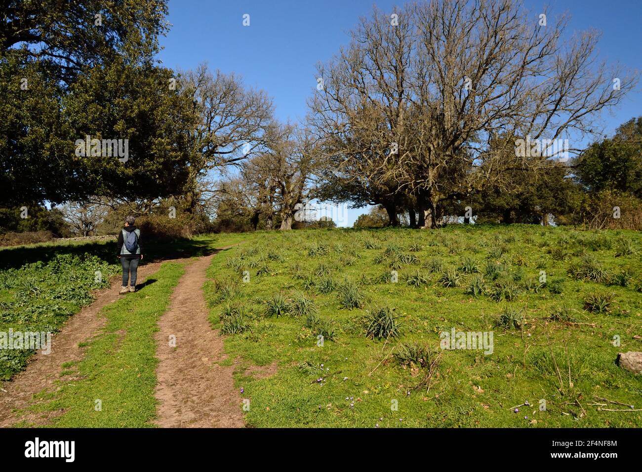 View of the wood of Monte Artu, path of Great Trees Stock Photo