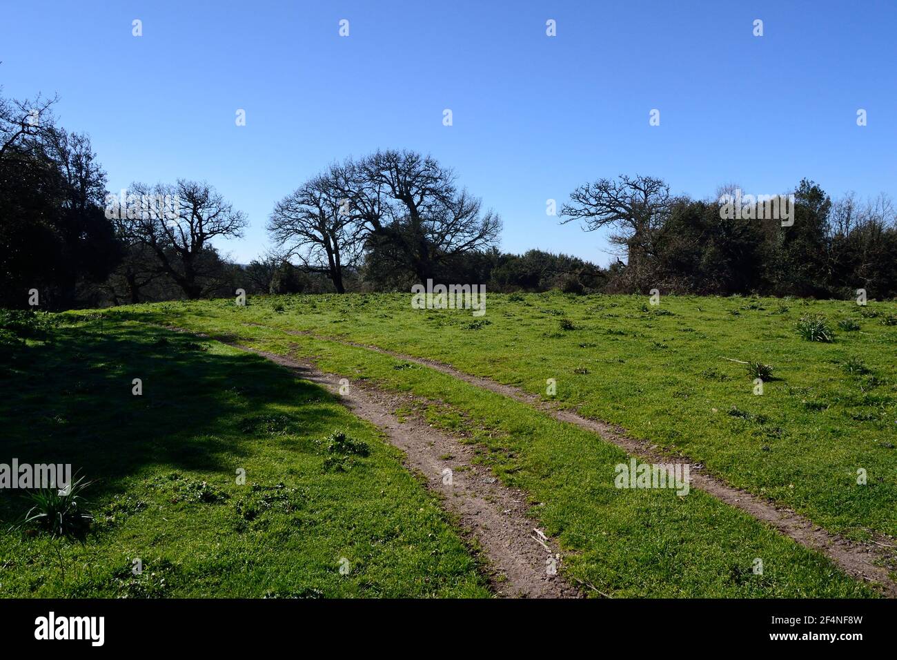 View of the wood of Monte Artu, path of Great Trees Stock Photo