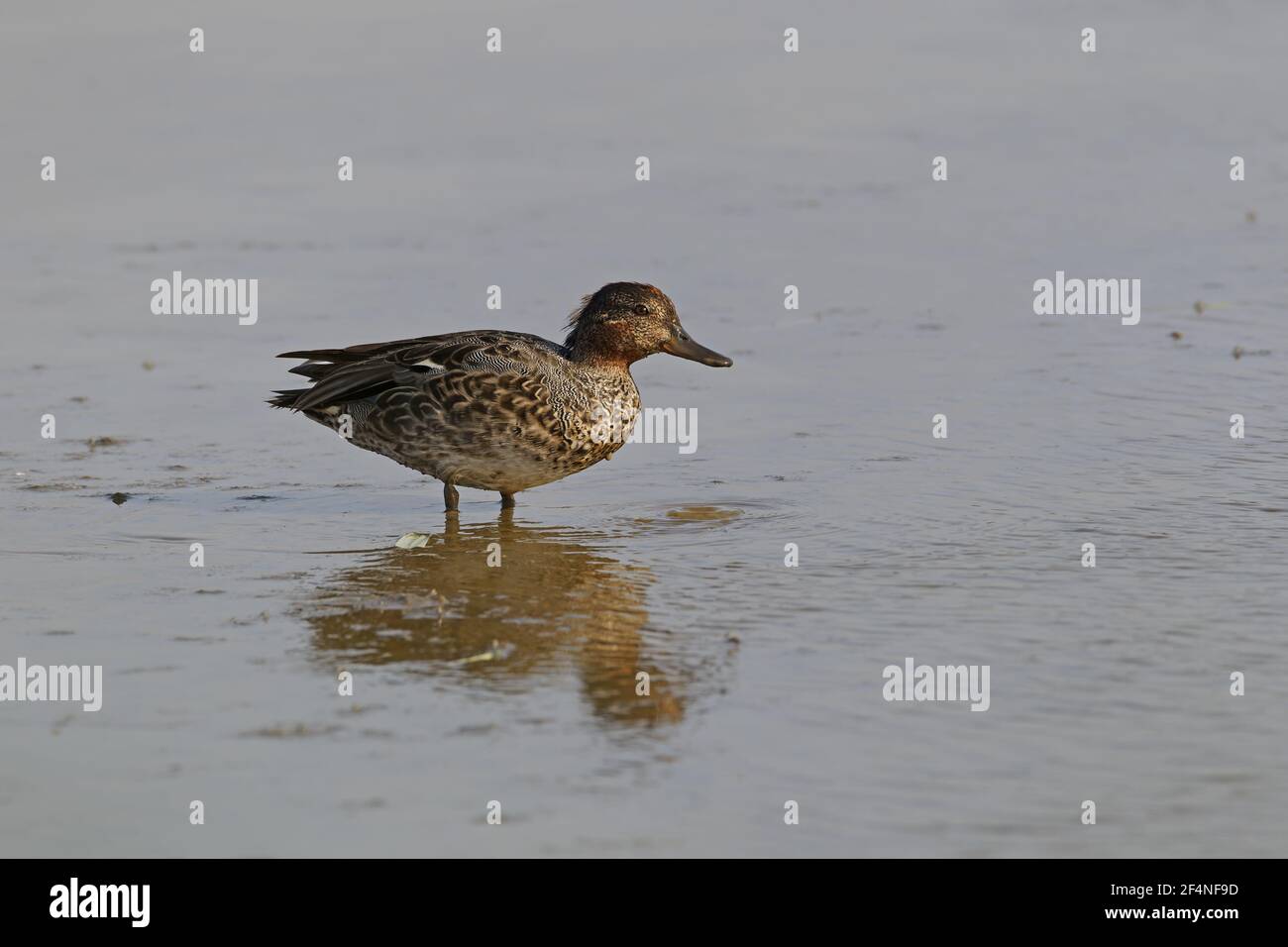 Teal - drake in eclipse plumage Anas crecca Minsemere RSPB Reserve Suffolk, UK BI024920 Stock Photo