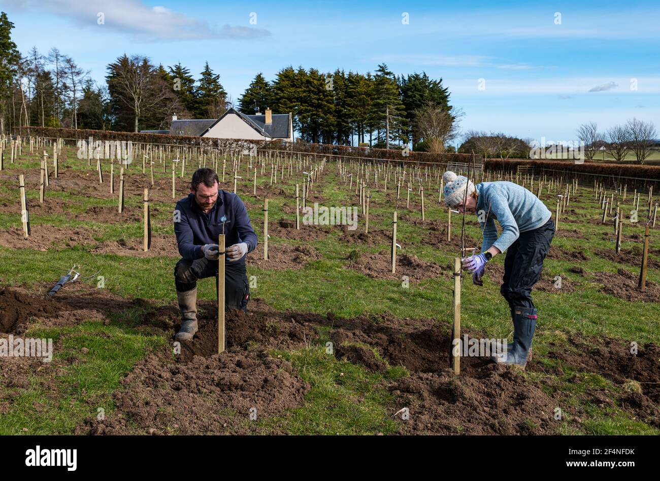 Man and woman working outdoors planting apple trees in an apple tree orchard, Kilduff Farm, East Lothian, Scotland, UK Stock Photo