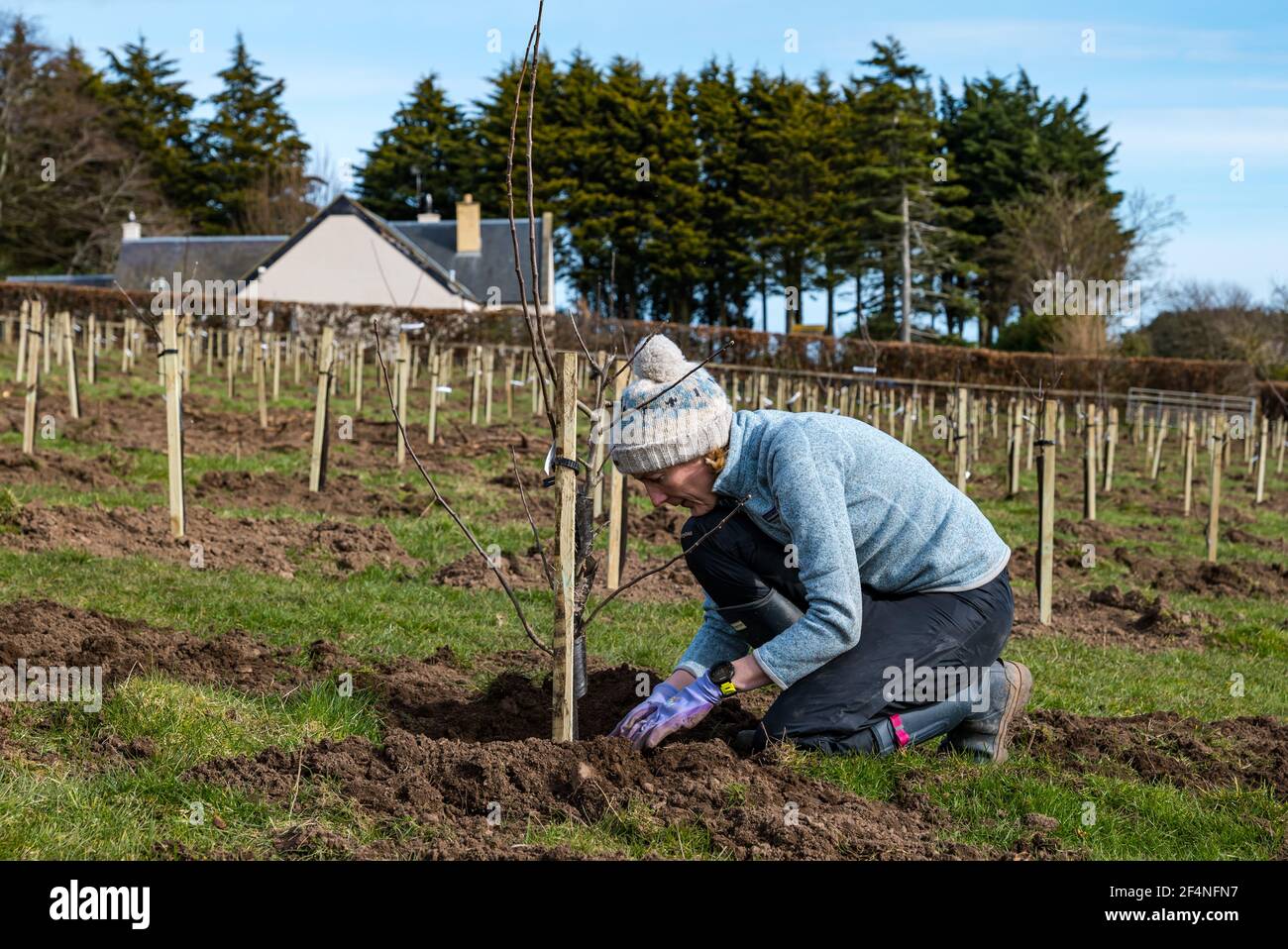Woman working to plant apple trees in an apple tree orchard, Kilduff Farm, East Lothian, Scotland, UK Stock Photo