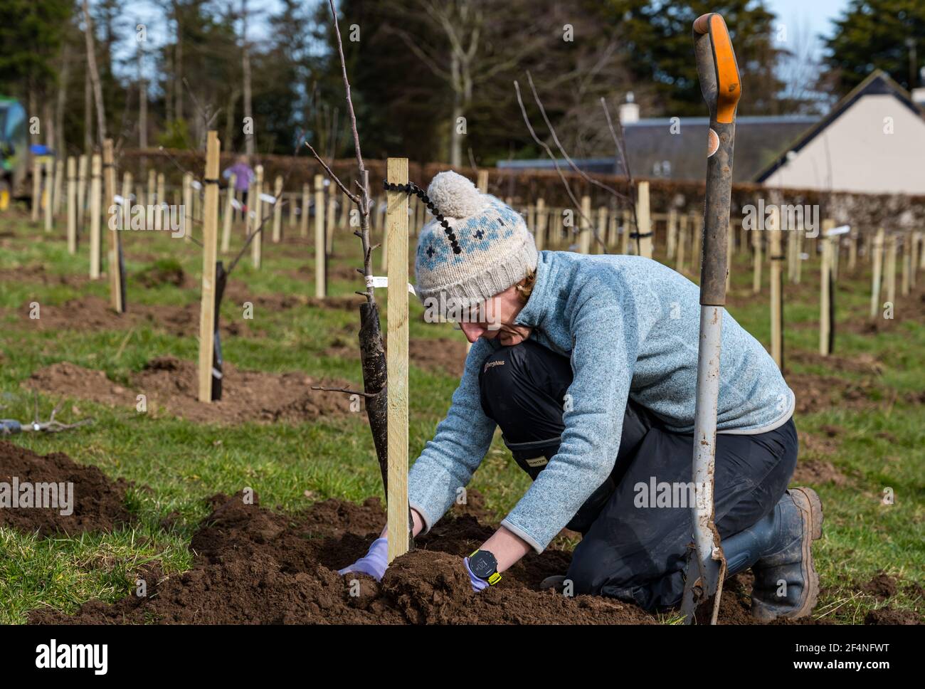 Woman working to plant apple trees in an apple tree orchard, Kilduff Farm, East Lothian, Scotland, UK Stock Photo