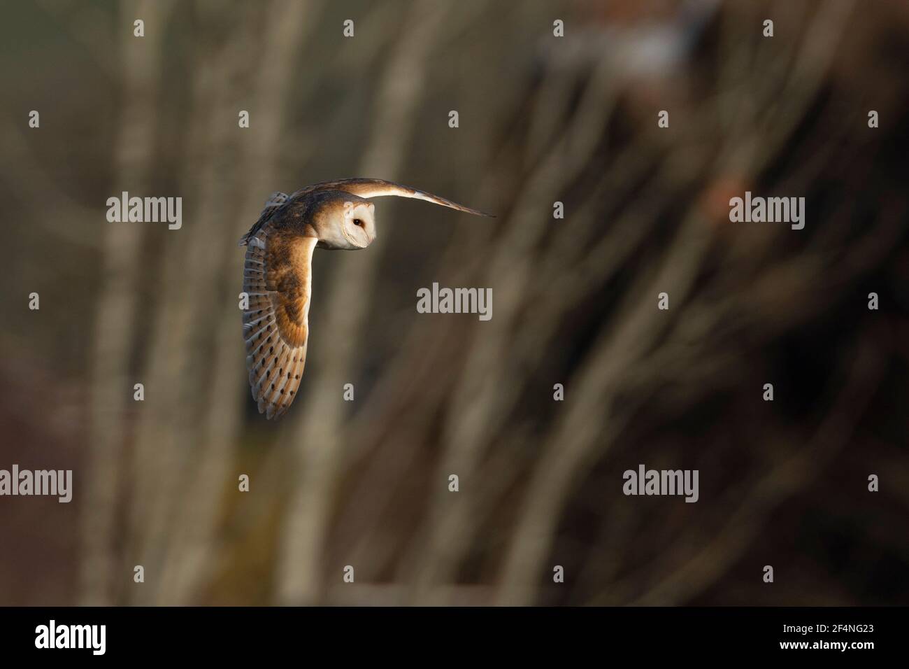 Barn Owl-Tyto alba Stock Photo