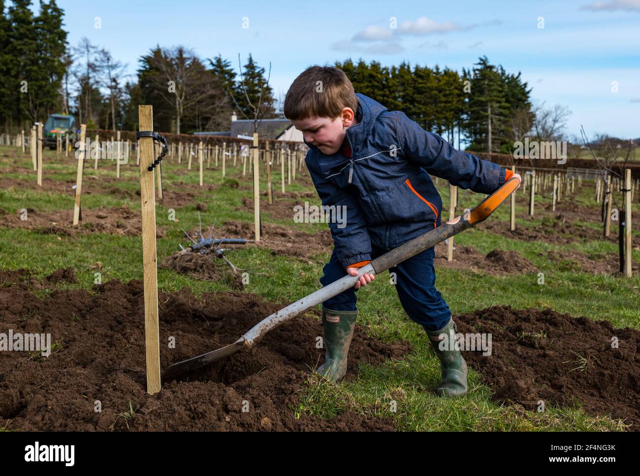 Four year old child with shovel planting an apple tree in orchard, Kilduff Farm, East Lothian, Scotland, UK Stock Photo