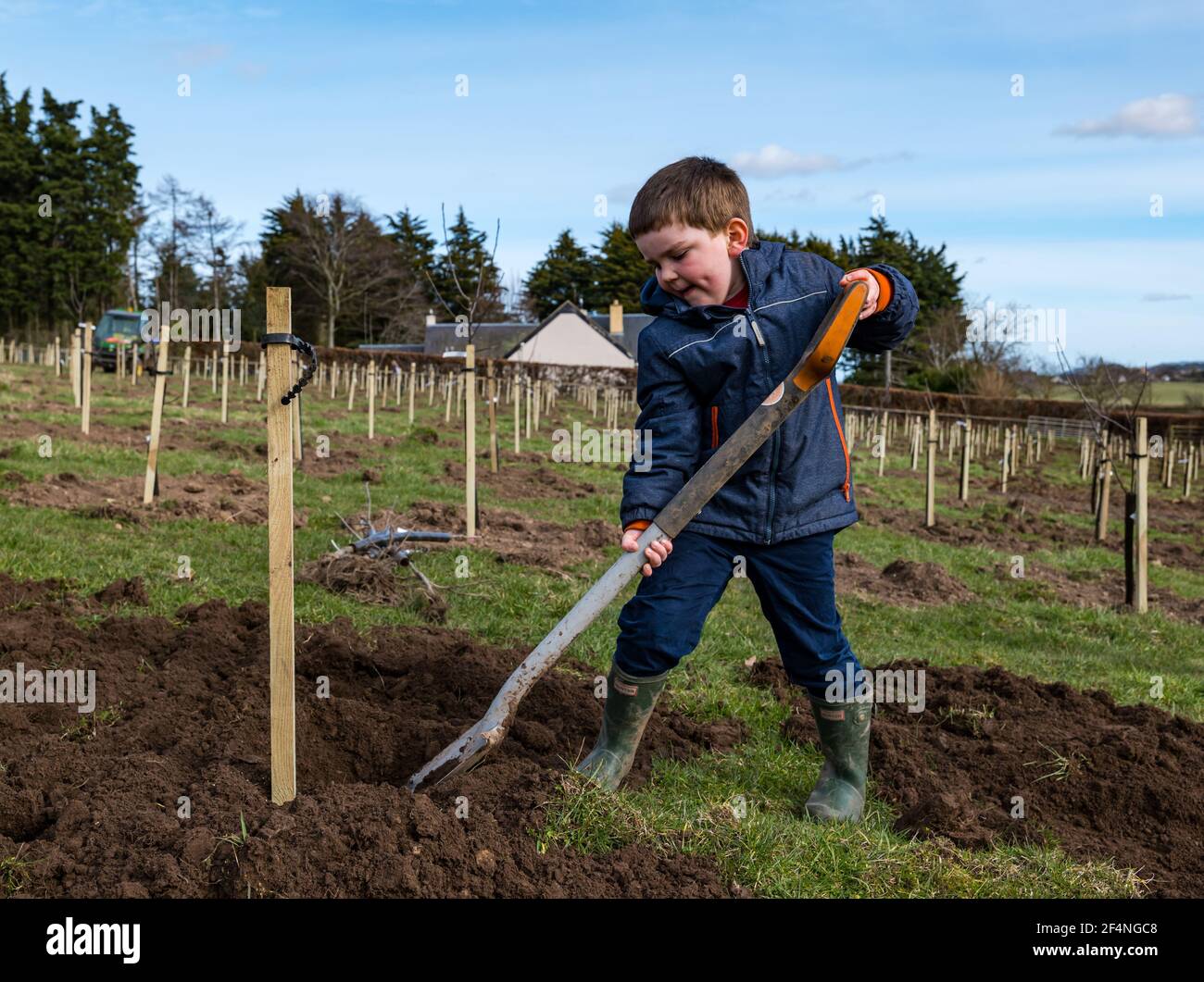 Four year old child with shovel planting an apple tree in orchard, Kilduff Farm, East Lothian