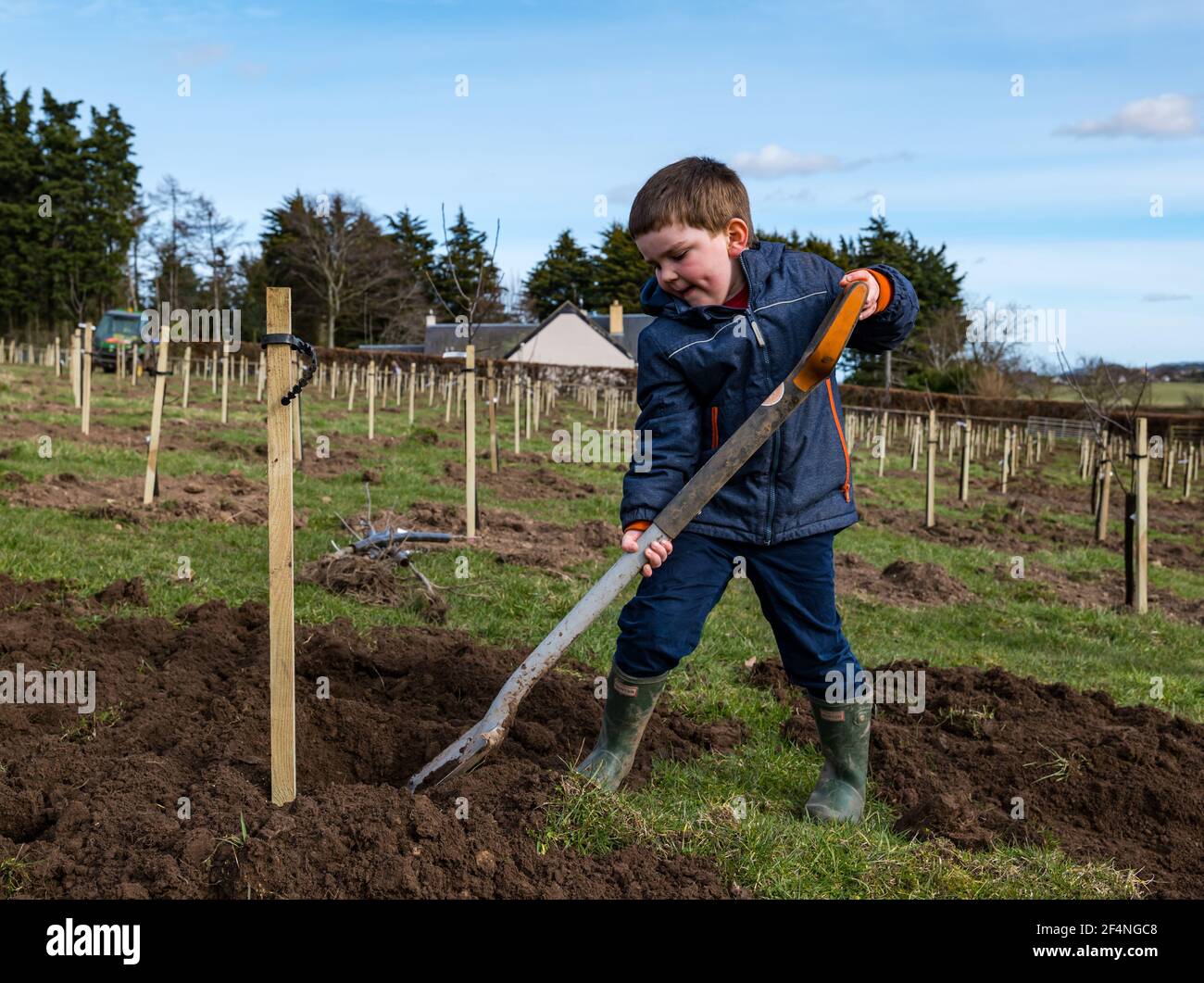 Four year old child with shovel planting an apple tree in orchard, Kilduff Farm, East Lothian, Scotland, UK Stock Photo