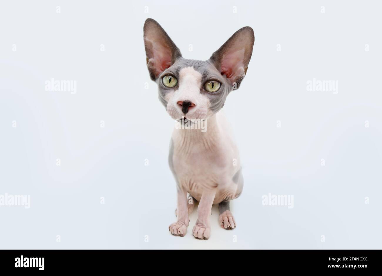 Funny Portrait sphynx cat. Isolated on white background Stock Photo - Alamy